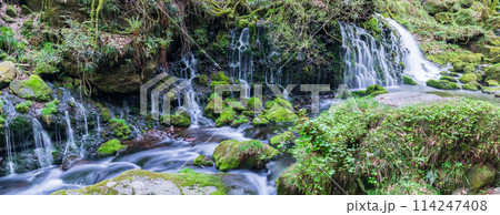 「秋田県」春の元滝伏流水と元滝川の風景 「秋田県」春の元滝伏流水と元滝川の風景 114247408
