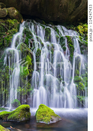 「秋田県」春の元滝伏流水と元滝川の風景 114247433