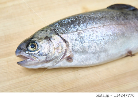 釣り上げた虹鱒の寄り 114247770
