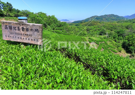【香川県】晴天の新茶畑「高瀬銘茶発祥の地」茶の木で作った（茶文字） 114247811