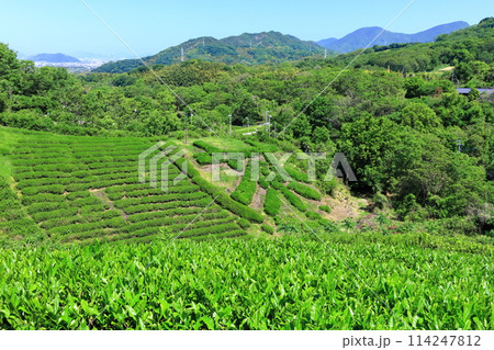【香川県】晴天の新茶畑「高瀬銘茶発祥の地」茶の木で作った(茶文字) 【香川県】晴天の新茶畑「高瀬銘茶発祥の地」茶の木で作った(茶文字) 114247812