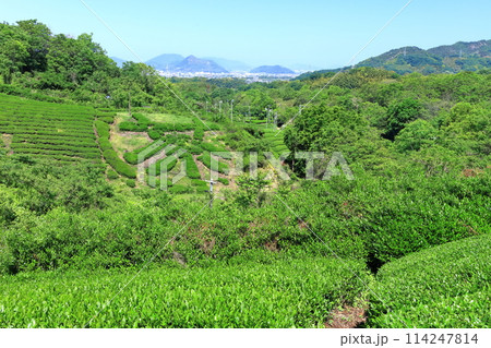 【香川県】晴天の新茶畑「高瀬銘茶発祥の地」茶の木で作った(茶文字) 【香川県】晴天の新茶畑「高瀬銘茶発祥の地」茶の木で作った(茶文字) 114247814