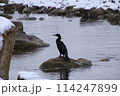 獲物を求める川鵜 114247899