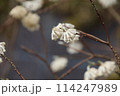 ミツマタの花 114247989