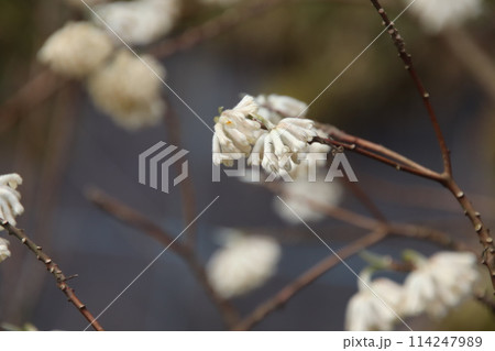 ミツマタの花 ミツマタの花 114247989