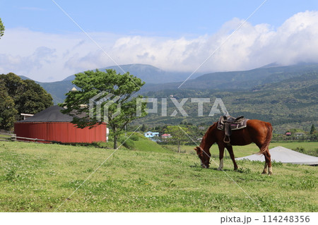 ゴールデンウィーク/高千穂牧場/宮崎 ゴールデンウィーク/高千穂牧場/宮崎 114248356