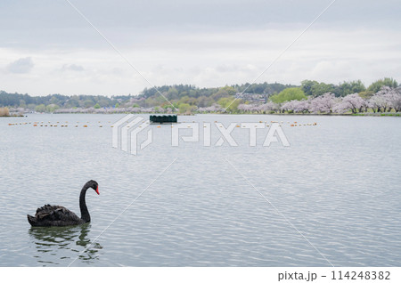 茨城　千波湖の黒鳥 114248382