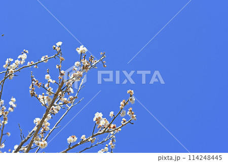梅の花 梅の花 114248445