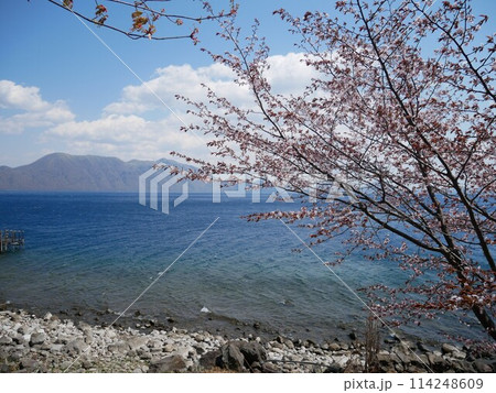 桜越しの支笏湖（北海道：千歳） 114248609