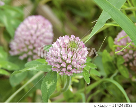 ムラサキツメクサ 114248852