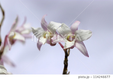 薄紅色の入る白いセッコク（石斛）の花アップ（屋外自然光、マクロ接写撮影） 114248877