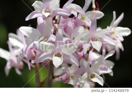 黒背景に薄紅色の入る白いセッコク(石斛)の花頭アップ(屋外自然光、マクロ接写撮影) 黒背景に薄紅色の入る白いセッコク(石斛)の花頭アップ(屋外自然光、マクロ接写撮影) 114248879