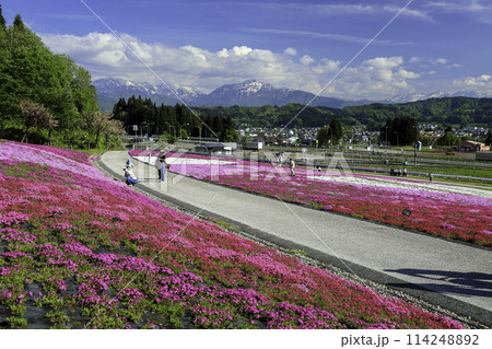 芝桜と越後三山 114248892