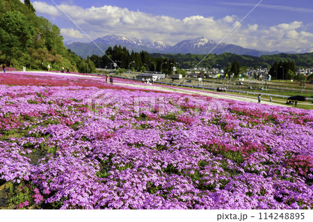 芝桜の花畑と越後三山1 114248895