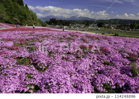 芝桜の花畑と越後三山2 114248896