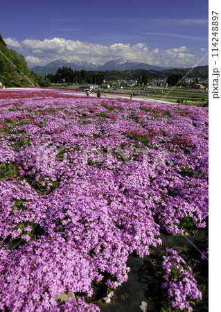 芝桜の花畑と越後三山(縦) 芝桜の花畑と越後三山(縦) 114248897