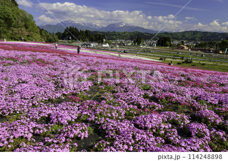芝桜の花畑と残雪の山1 114248898