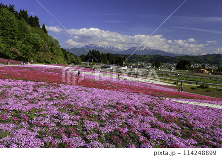芝桜の花畑と残雪の山2 114248899