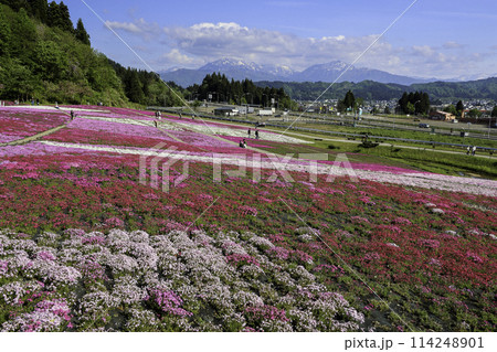 芝桜の花畑と越後三山3 114248901