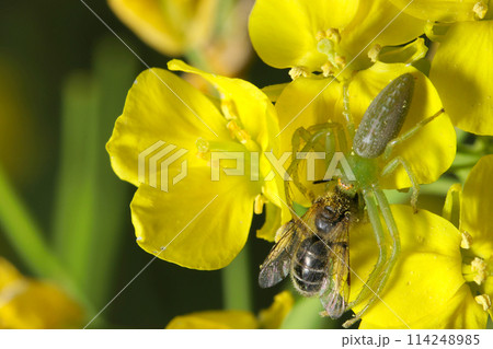 鮮やかな黄色菜の花でワカバグモがタカネマメヒメハナバチを捕食する姿（自然光＋マクロ接写写真） 114248985