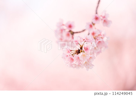 早咲きの桜 安行桜 早咲きの桜 安行桜 114249045
