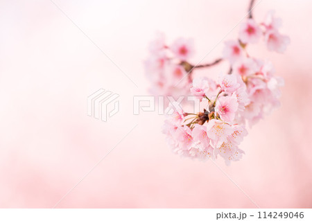 早咲きの桜 安行桜 早咲きの桜 安行桜 114249046