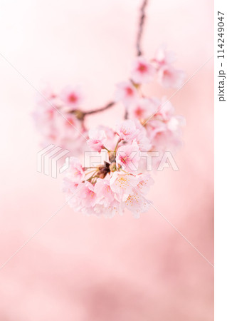 早咲きの桜 安行桜 早咲きの桜 安行桜 114249047