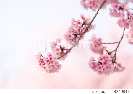 早咲きの桜 安行桜 早咲きの桜 安行桜 114249048