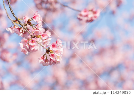早咲きの桜　安行桜 114249050