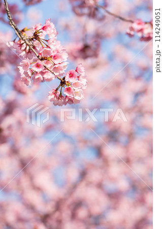 早咲きの桜　安行桜 114249051