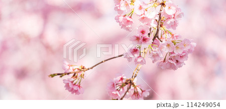 早咲きの桜　安行桜 114249054