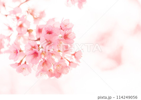 早咲きの桜 安行桜 早咲きの桜 安行桜 114249056