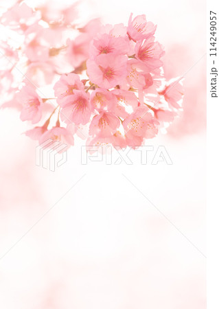 早咲きの桜　安行桜 114249057