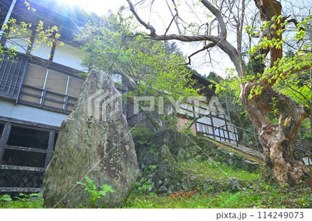 全洞院　本堂　越辺川沿い　新緑の季節　　　　 114249073