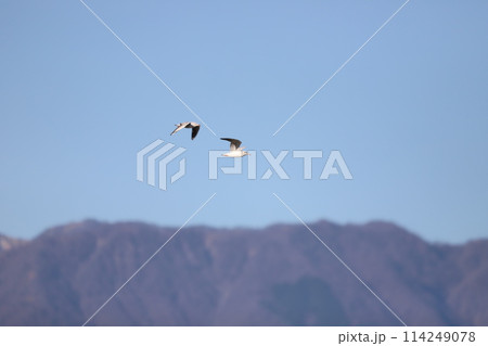 飛んでいるカモメ 114249078