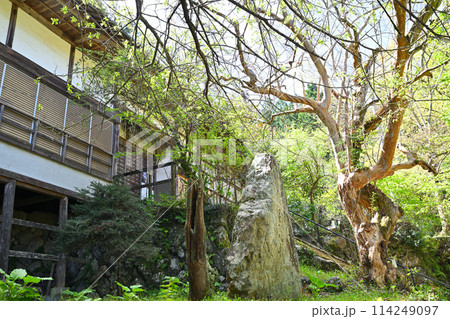全洞院　本堂　越辺川沿い　新緑の季節　　　　 114249097