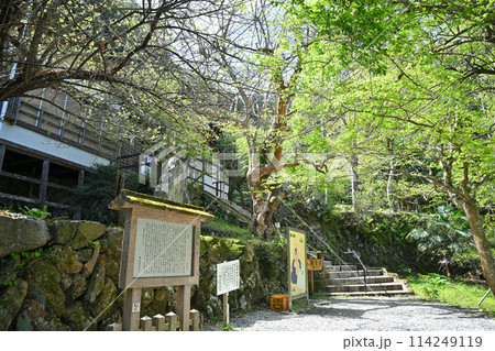 全洞院　境内　越辺川沿い　新緑の季節　　　　 114249119