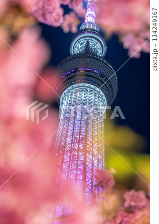 東京スカイツリーと河津桜のライトアップ 114249167