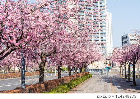 「埼玉県」川口元郷駅の桜並木・川口市 114249279