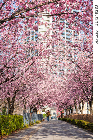 「埼玉県」川口元郷駅の桜並木・川口市 「埼玉県」川口元郷駅の桜並木・川口市 114249283