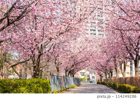 「埼玉県」川口元郷駅の桜並木・川口市 114249286