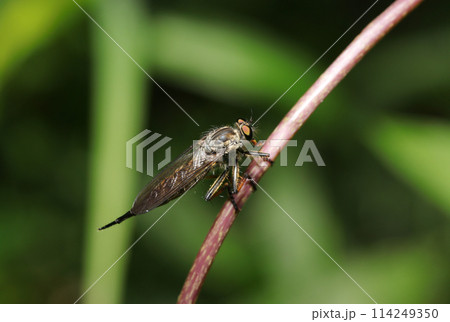 茎にとまるマガリケムシキ（虻・雌・自然光＆ストロボ・マクロレンズ接写） 114249350