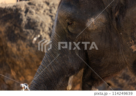 動物園の風景 114249639