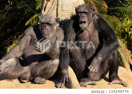 動物園の風景 114249774
