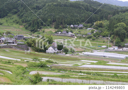 大阪府 棚田 田植え 稲 米 大阪府 棚田 田植え 稲 米 114249803