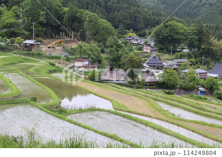 大阪府　棚田　田植え　稲　米 114249804