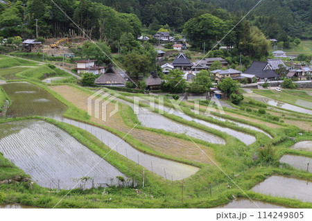 大阪府　棚田　田植え　稲　米 114249805