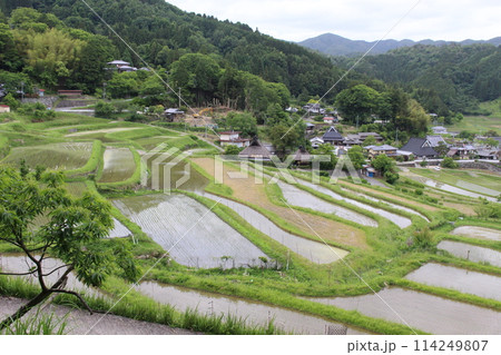 大阪府　棚田　田植え　稲　米 114249807