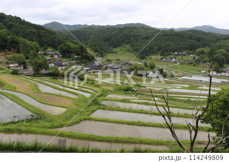 大阪府　棚田　田植え　稲　米 114249809