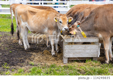 放牧されているジャージー牛 114249835